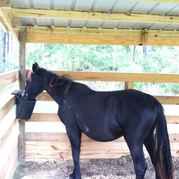 Meet your Posher, Tommy - Picture 6 of 7